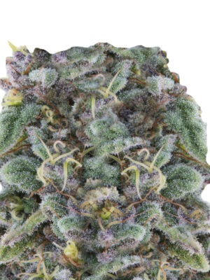 Growers Choice Zkittlez Samen