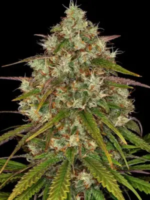 Barneys Farm Liberty Haze