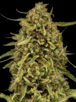 Barneys Farm Widow Remedy (regular)